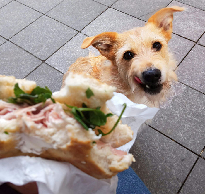 Cute Dog Looking Up at a Person Eating a Sandwich