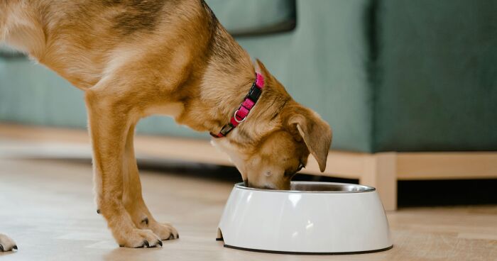 How to Cook Chicken for Dogs Safely