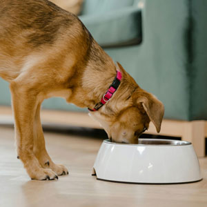 How to Cook Chicken for Dogs Safely