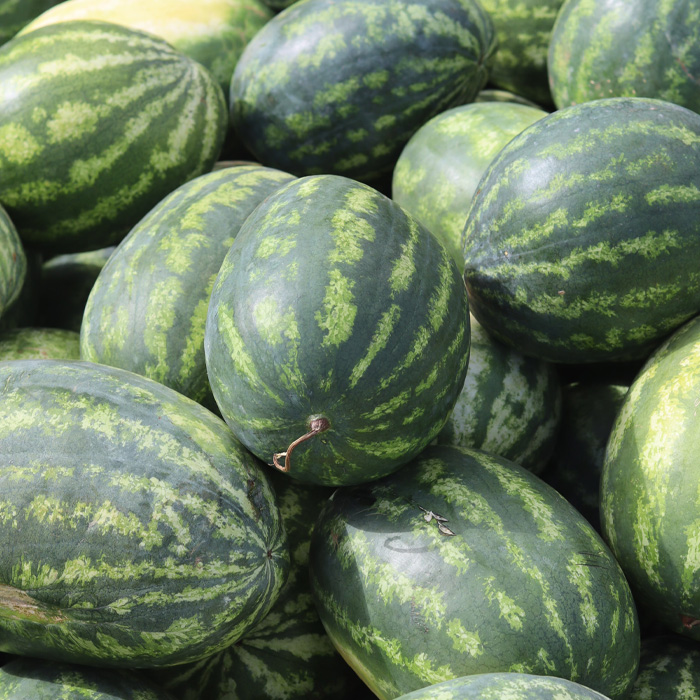 Green watermelons 