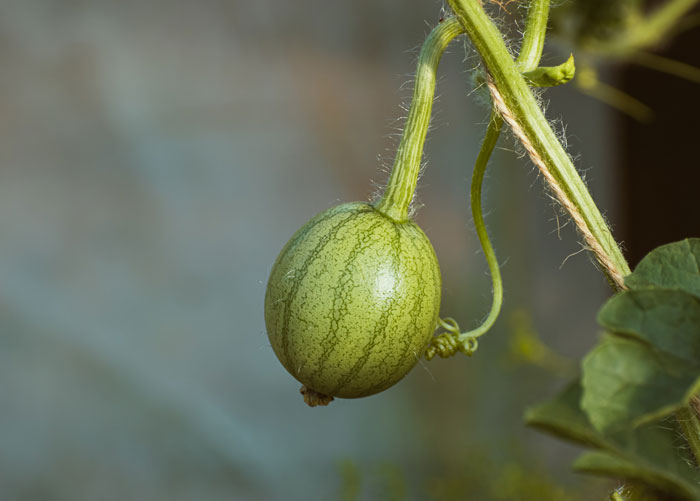 Small watermelon growing in the garden 