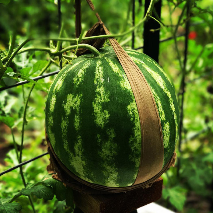 Watermelon in a trellis