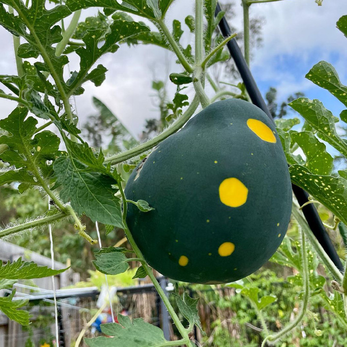 Green watermelon with yellow dots 