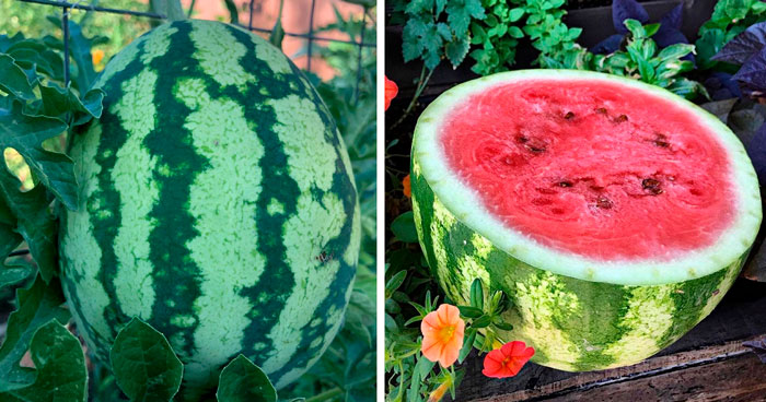 Watermelon cut in half 