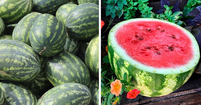 How To Grow Watermelon In Your Garden (or Balcony)