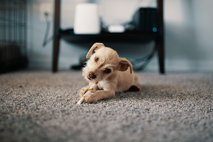 Puppy chewing a stick on carpet, related to introducing a puppy to an older dog. Puppy chewing a stick on carpet, related to introducing a puppy to an older dog.