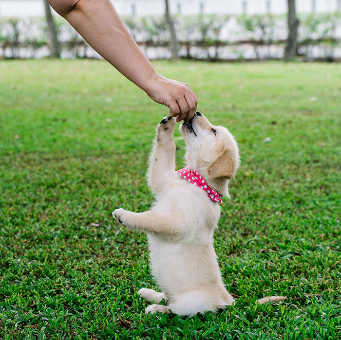 Puppy learning a new trick outside, wearing a pink bandana, in a grassy yard. Puppy learning a new trick outside, wearing a pink bandana, in a grassy yard.