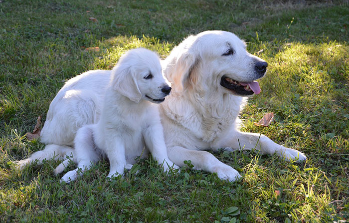 Puppy and older dog relaxing on grass, illustrating introduction tips. Puppy and older dog relaxing on grass, illustrating introduction tips.