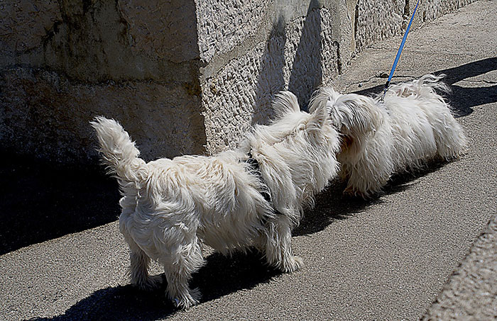 Two dogs sniffing each other 