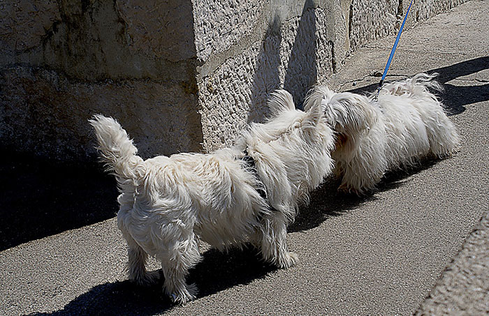 Two small dogs meeting on a sidewalk, illustrating how to introduce a puppy to an older dog. Two small dogs meeting on a sidewalk, illustrating how to introduce a puppy to an older dog.