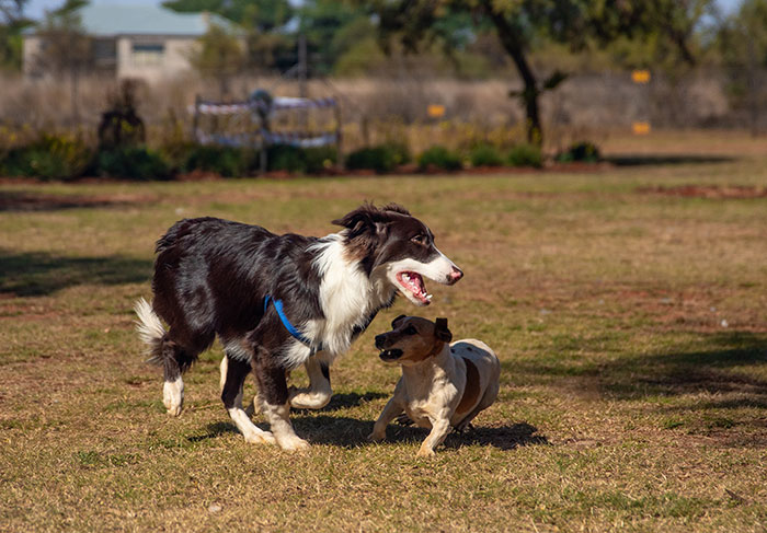Puppy and older dog playing together in a sunny field, demonstrating introduction success. Puppy and older dog playing together in a sunny field, demonstrating introduction success.