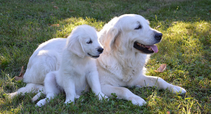 How to Introduce a Puppy to an Older Dog: 5 Vet Tips