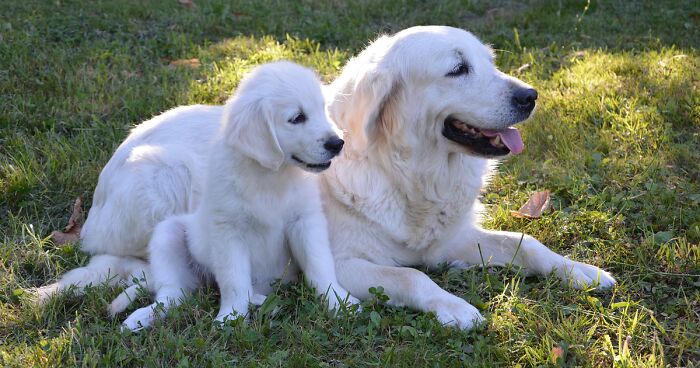 How to Introduce a Puppy to an Older Dog: 5 Vet Tips