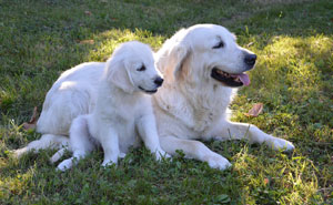 How to Introduce a Puppy to an Older Dog: 5 Vet Tips
