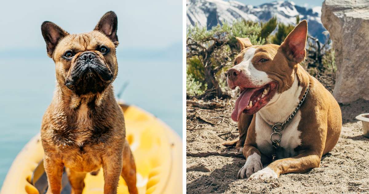 How To Keep Your Dog Cool In Hot Weather | Bored Panda