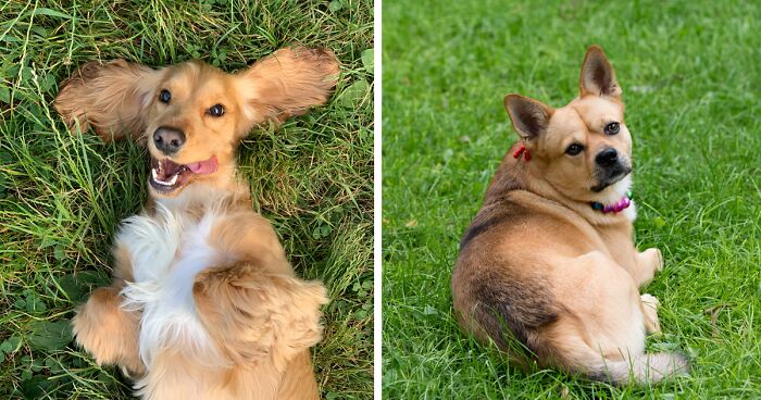 How to Keep Dogs off Your Lawn