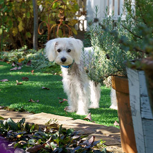 How to Keep Dogs Out of the Garden