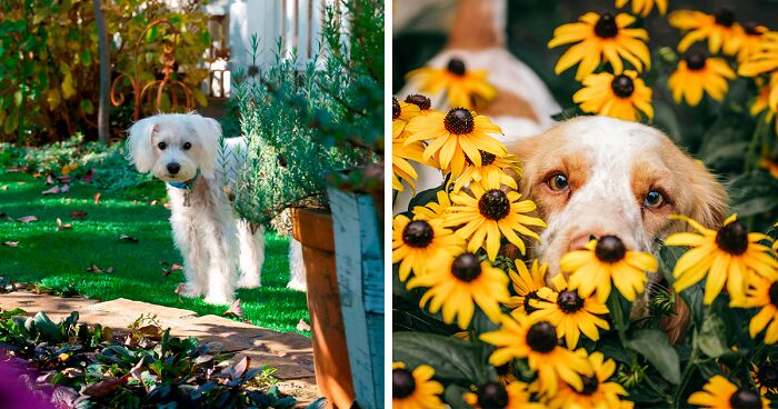 How to Keep Dogs Out of the Garden