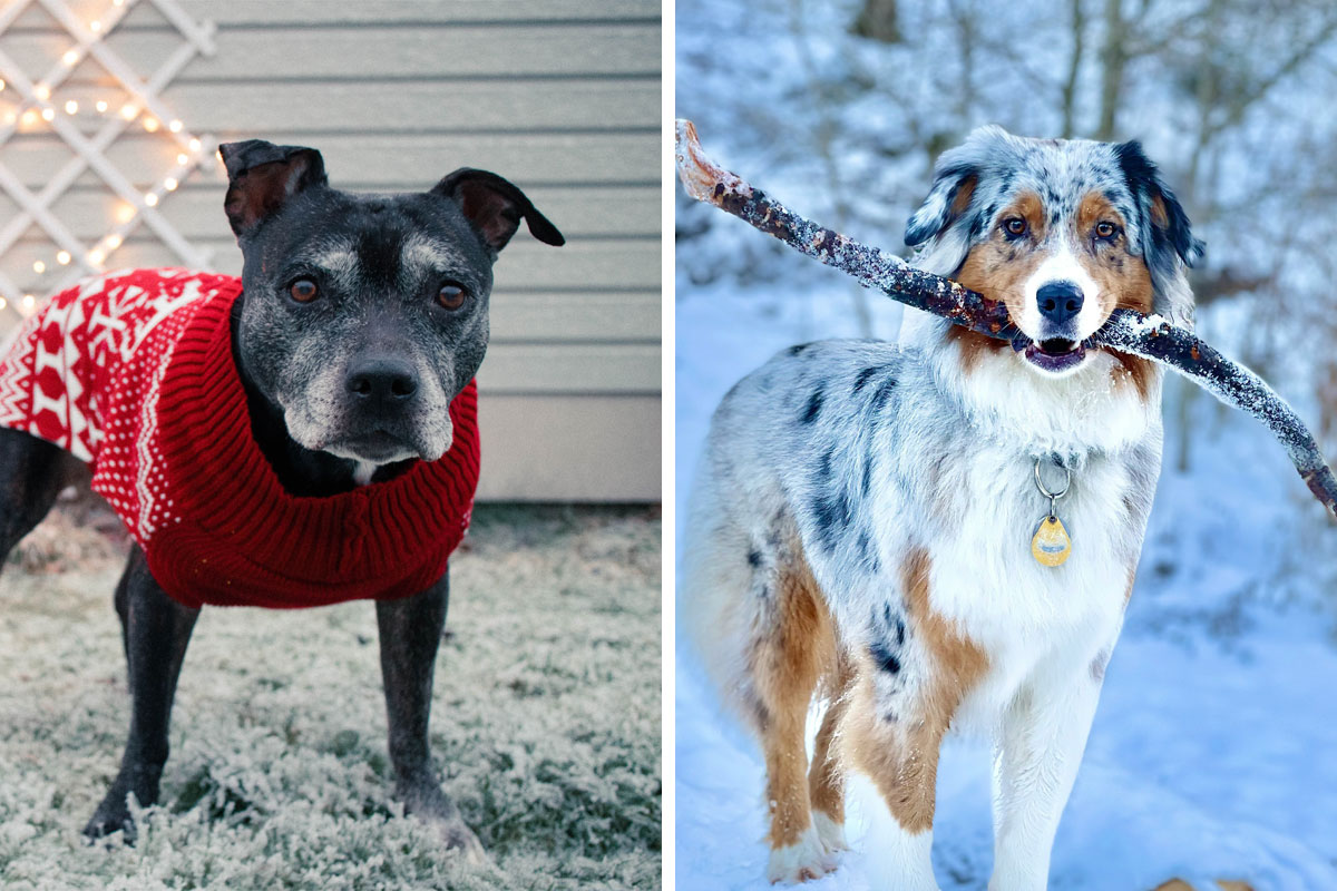 How to Keep Dogs Warm in Winter Review Vet Tips Bored Panda