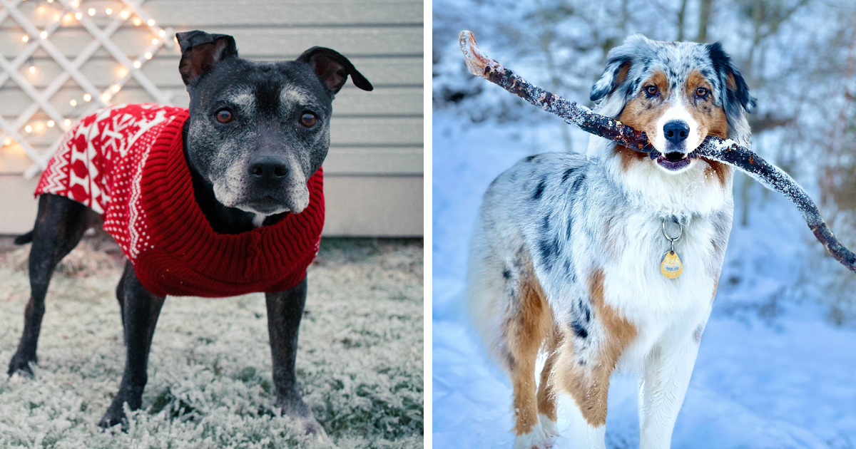 8 Essential Tips How To Keep Your Dog Warm Outside in Winter Bored Panda