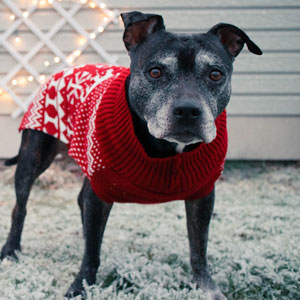 How to Keep Dogs Warm in Winter | Review Vet Tips