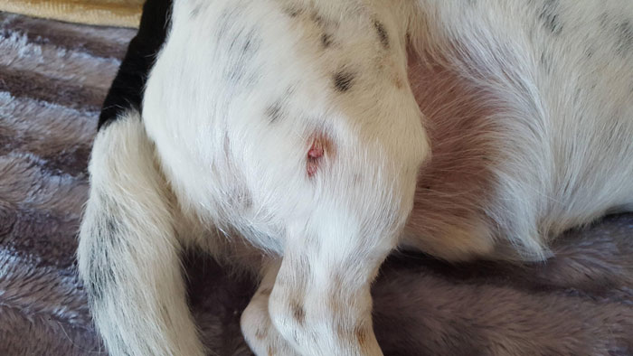 Skin tag on dog's thigh.