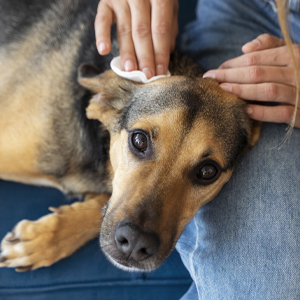 How to Remove Skin Tags on Dogs: All You Need to Know