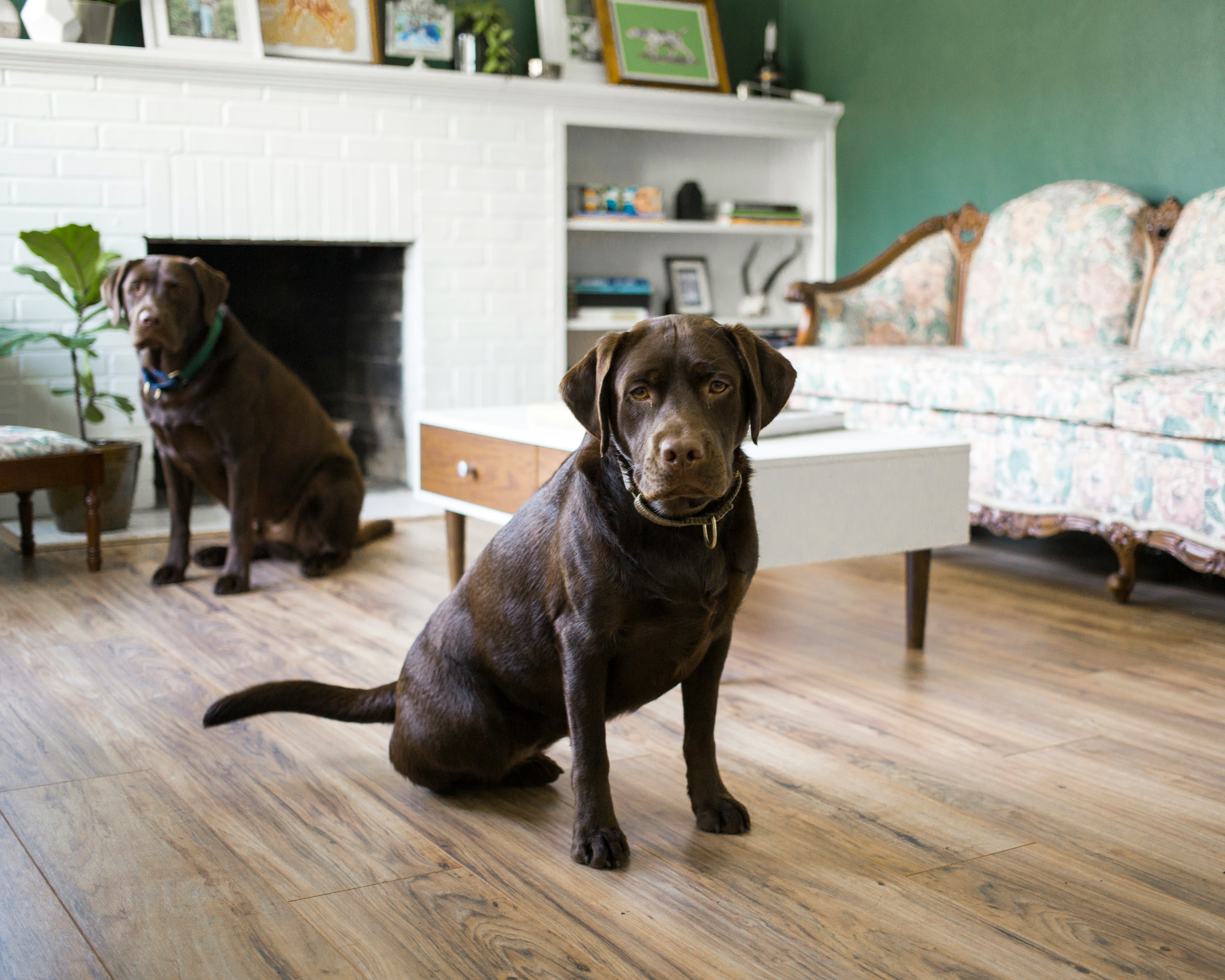 Two brown dogs in a living room, focusing on behavior to stop marking indoors. Two brown dogs in a living room, focusing on behavior to stop marking indoors.