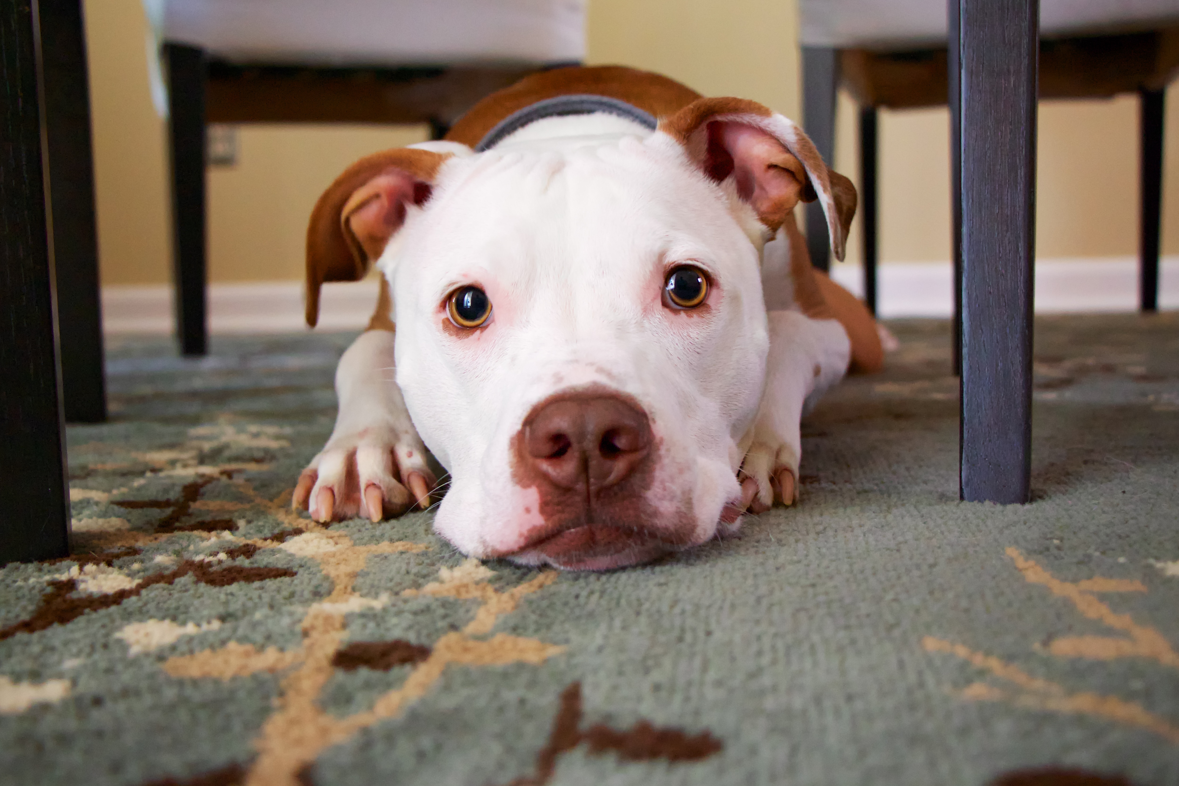 Dog lying on a patterned carpet, looking up, related to preventing marking in the house. Dog lying on a patterned carpet, looking up, related to preventing marking in the house.