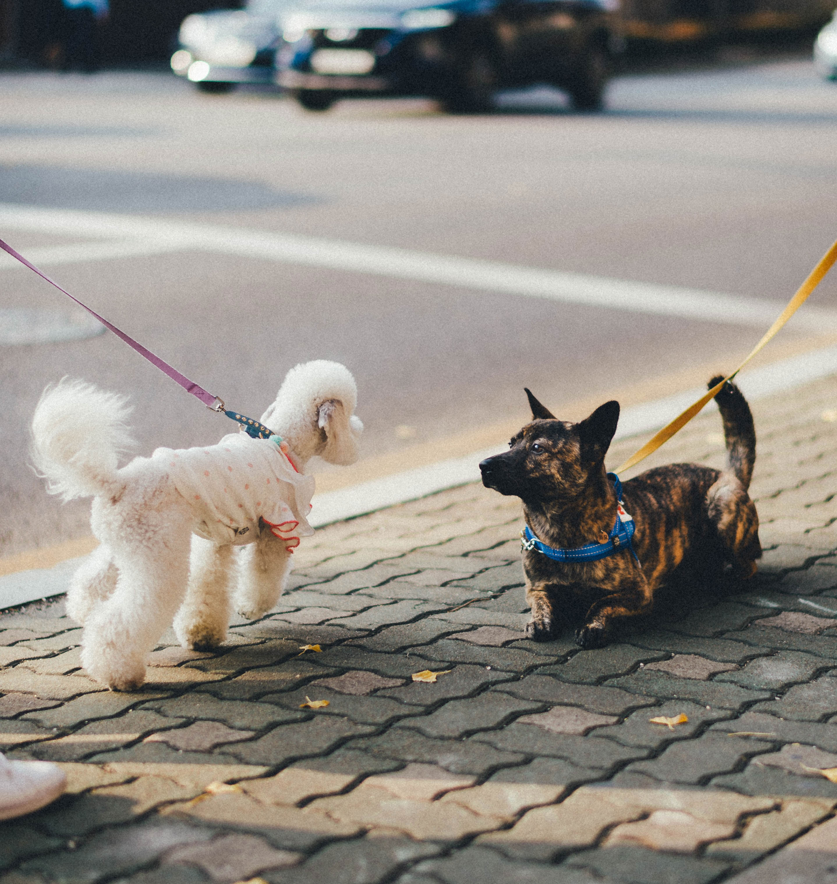 Dogs walking on the street.