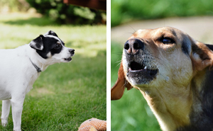 Tips on How to Stop a Dog From barking at Other Dogs