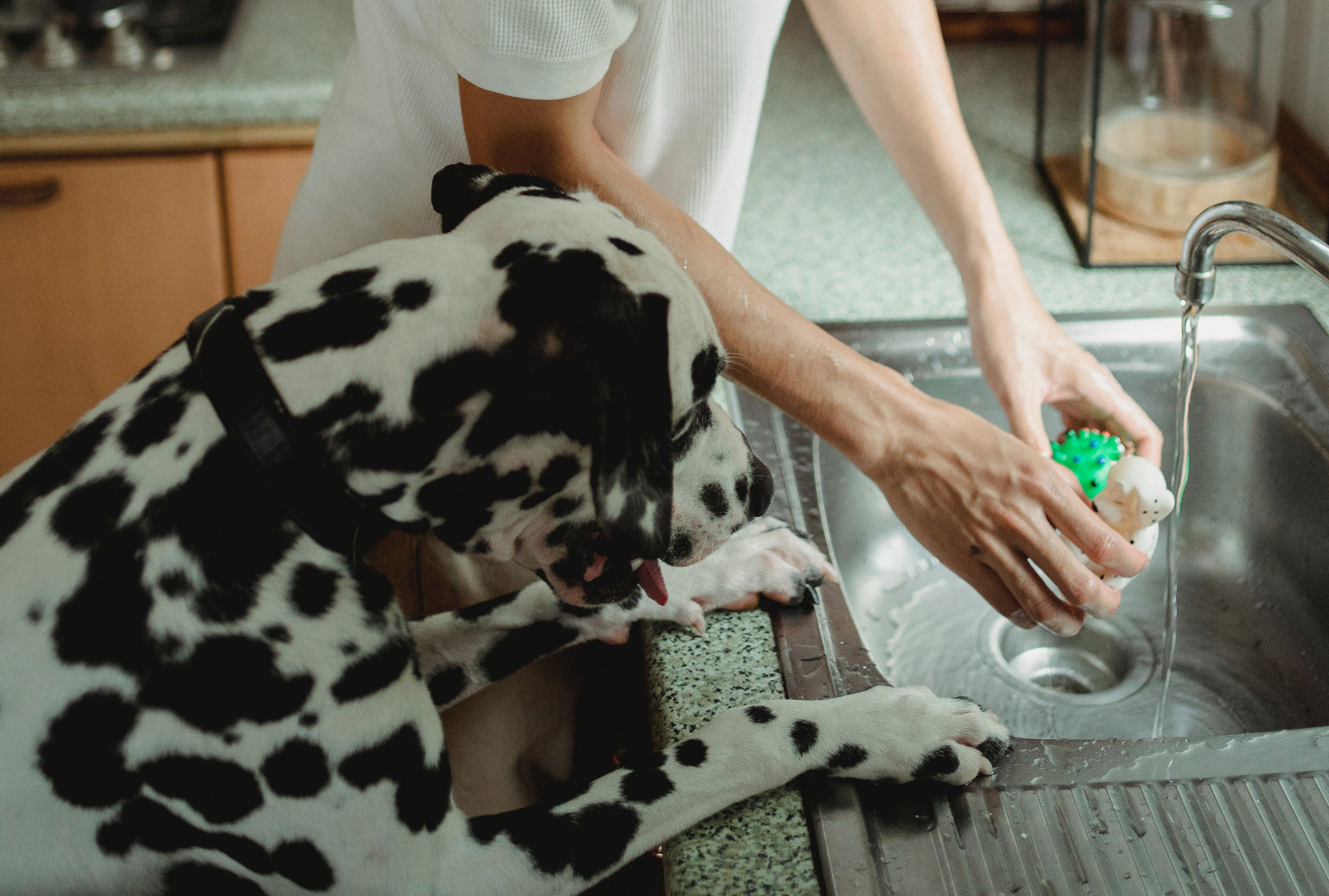 a man washing a toy for his dalmatian dog