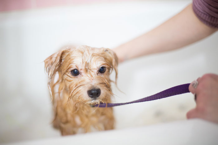 Wet dog in the bathtub