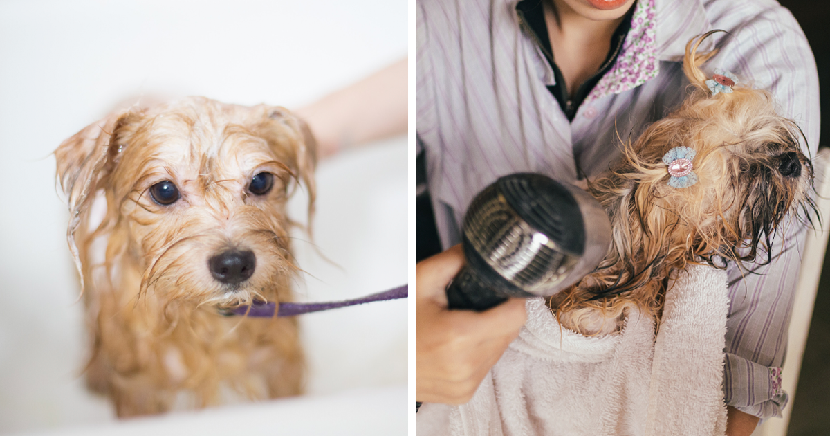 How to Bathe and Wash A Dog Face Groomer Tips to Wipe Tear Stains