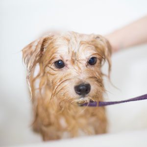 How to Bathe and Wash A Dog Face - Groomer Tips to Wipe Tear Stains