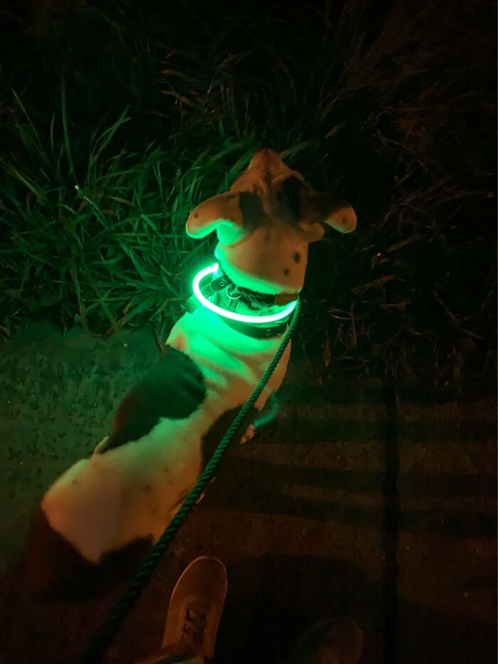 Lighting Up The Dog…