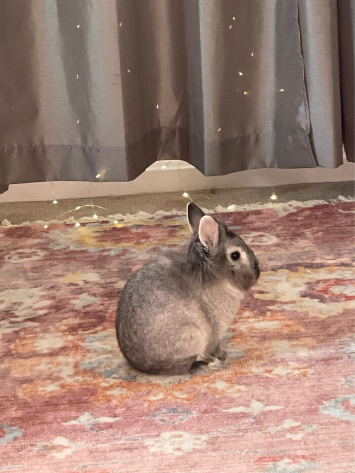 Robyn Sitting And Watching Me From The Side! [grey Rabbit Profile On Pink Carpet]