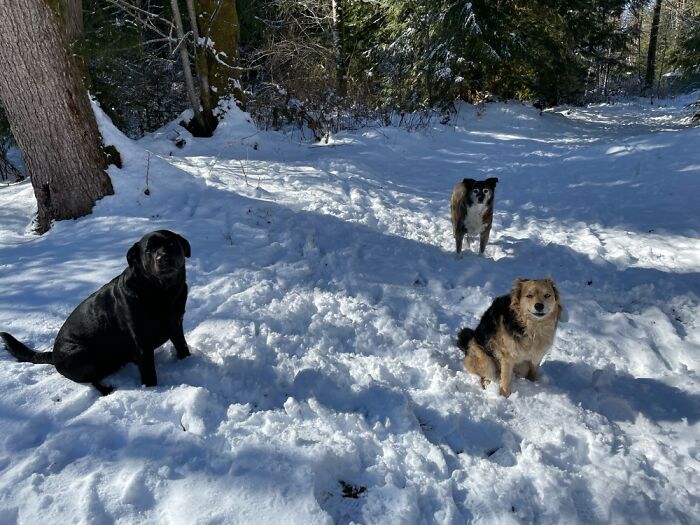 My Sweet Pack Of Girls Ready For A Snowy Hike