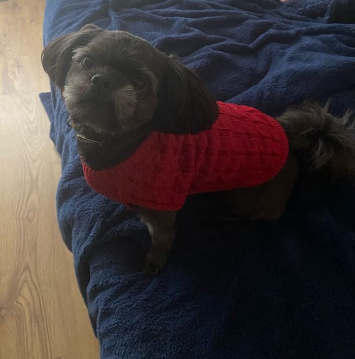 My Boy Albie With His New Jumper On!