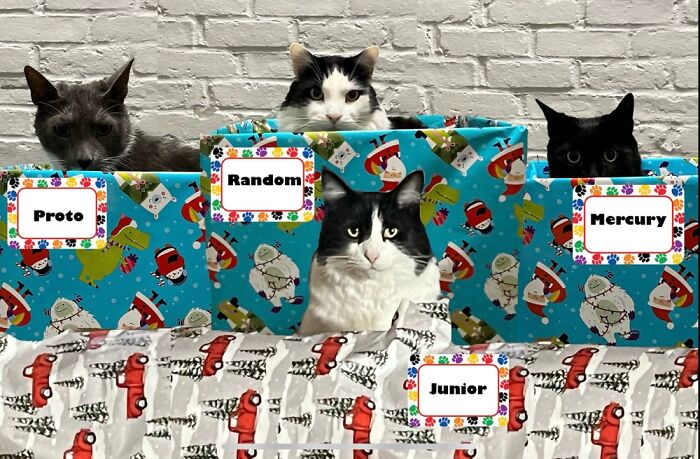 Show Your Holiday Cards Of Your Animals