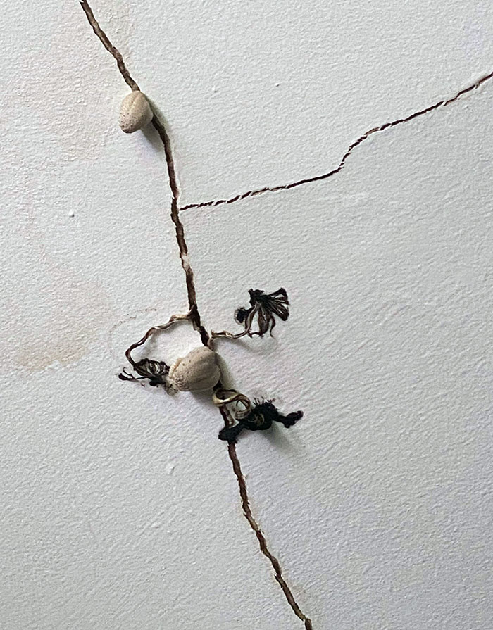 Lazy Plumbers Installed Leaky Pipes In My Bathroom. Now, There Are Mushrooms Growing On My Ceiling