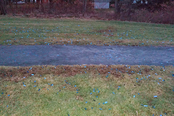 Plastic Confetti Left Behind By A Gender Reveal Party In A Public Park