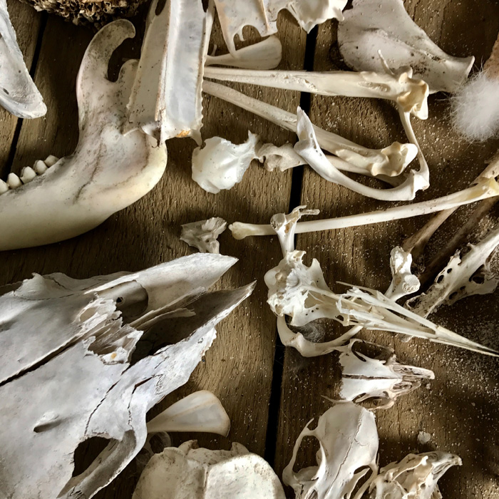 Bones on the wooden table 