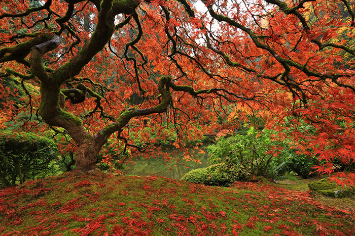 Red japanese maple tree near lake.