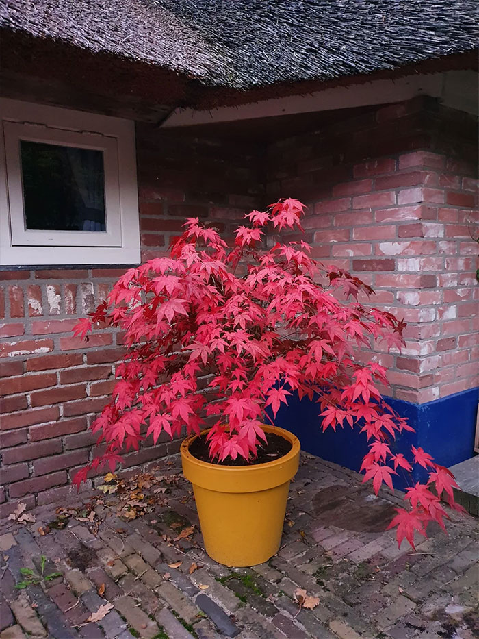 Container-grown Japanese maple tree.