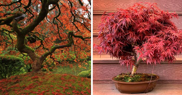 Japanese Maple Tree: Stunning Varieties and Care Tips