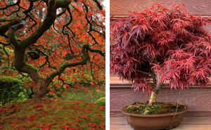 Japanese Maple Tree: Stunning Varieties and Care Tips