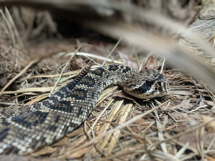 Neighbor's Children Continue To Play In Man's Yard, He Informs Them There’s A Snake Somewhere Neighbor's Children Continue To Play In Man's Yard, He Informs Them There’s A Snake Somewhere