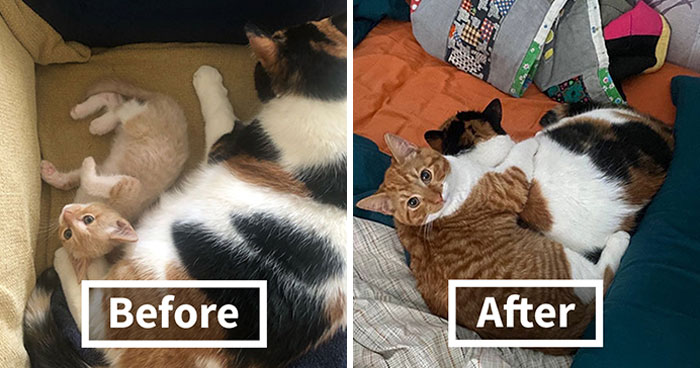 This Online Community Shares Adorable Side-By-Side Comparisons Of Cats Now And When They Were Little (50 New Pics)
