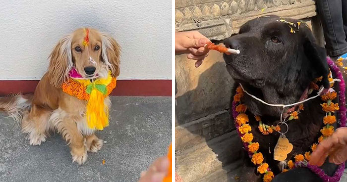 In This Annual Nepalese Festival, Dogs Get Pampered For Being God’s Messengers